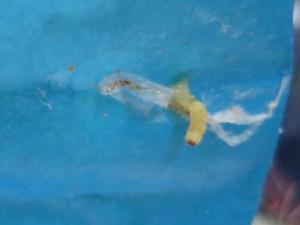 Samoobsluha v Kristiánově před inspektory neobstála. Zbožím hýbali červi