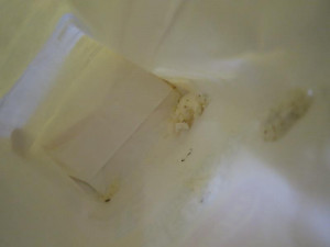 Samoobsluha v Kristiánově před inspektory neobstála. Zbožím hýbali červi