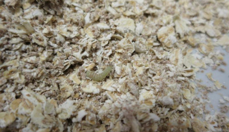 Samoobsluha v Kristiánově před inspektory neobstála. Zbožím hýbali červi