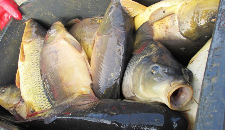 Muzeum v Turnově má výstavu o lovu a chovu ryb od pravěku