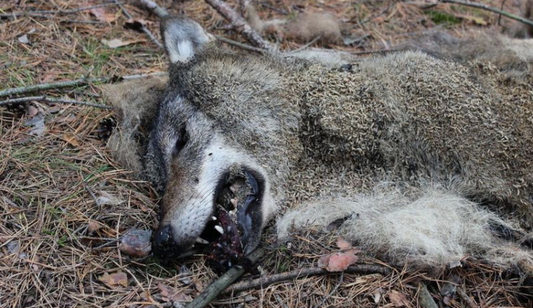 1000x1000-1445602193-analyza-potvrdila-ze-mrtve-zvire-nalezene-na-ceskolipsku-byl-vlk