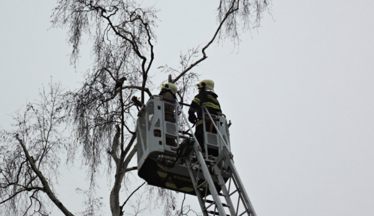 Zatoulaného žaka sundávali hasiči ze třináctimetrové výšky. Majiteli ulétl ze zverimexu