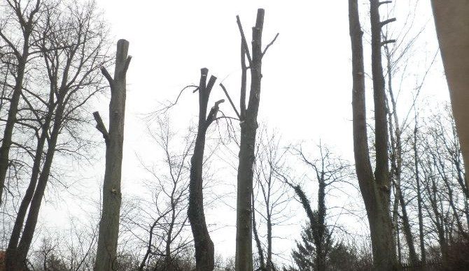 Za poškození osmdesátiletých lip dostal podnikatel pokutu 70 tisíc korun