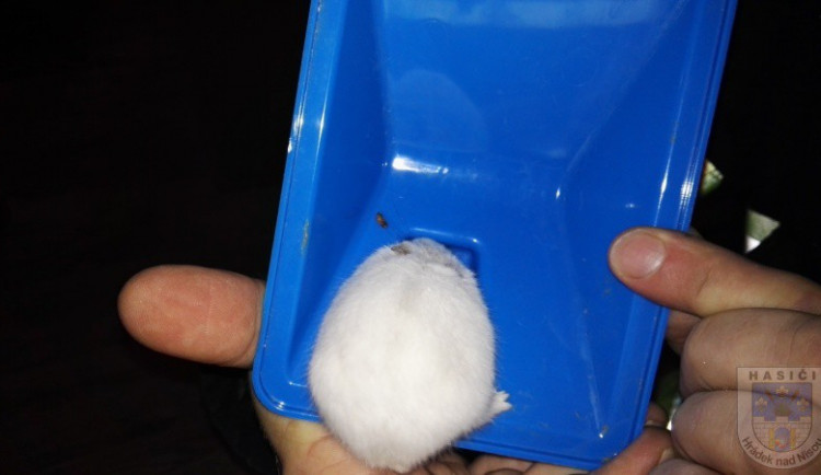 Hasiči z Hrádku zachránili zoufalého křečíka. Hlodavec se zasekl v komínku svého domečku
