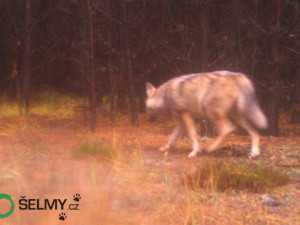 VIDEO: Smečka vlků na Dokesku je už sedmičlenná