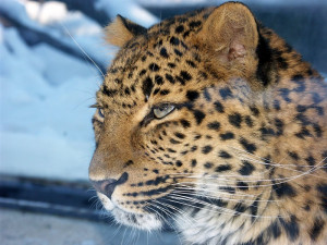 Liberecké zoo ubylo návštěvníků, za poklesem bylo tropické léto
