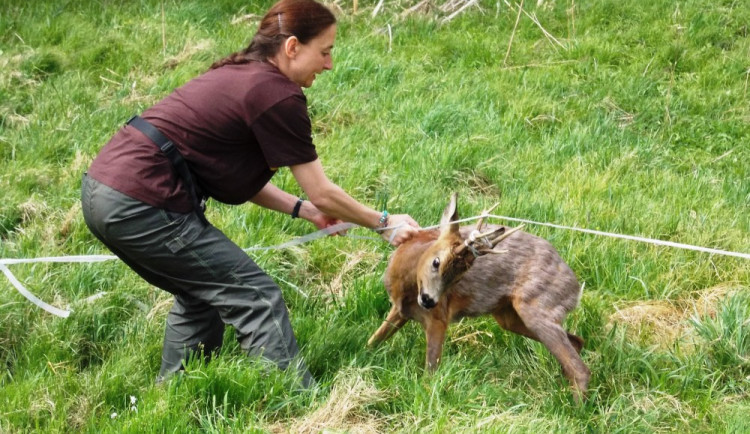 Odchycený srnec