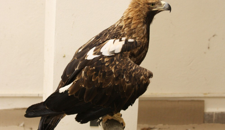 Liberecké zoo získala tři ohrožené orly z Izraele