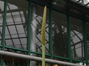 V liberecké botanické zahradě poprvé vykvete vzácný žlutokap