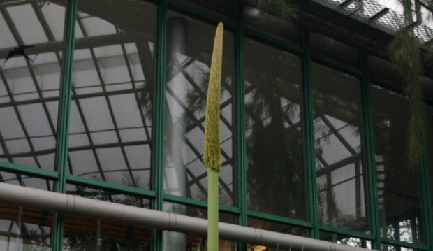 V liberecké botanické zahradě poprvé vykvete vzácný žlutokap