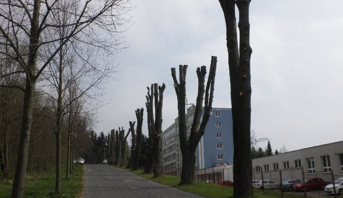 Za poškození lip ve Vratislavicích má vodárenská společnost zaplatit čtvrt milionu korun