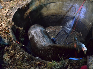Zatoulaný kůň skončil v jímce, hasiči ho vyprošťovali skoro tři hodiny