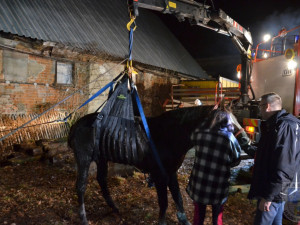 Zatoulaný kůň skončil v jímce, hasiči ho vyprošťovali skoro tři hodiny