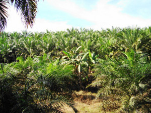 Řeknete ne palmovému oleji? Tuzemští výrobci začali s jeho nahrazováním, odpor veřejnosti sílí