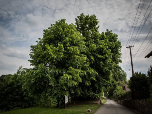 Tisíciletá lípa z Tatobit bojuje o titul Evropský strom roku, zatím se jí daří