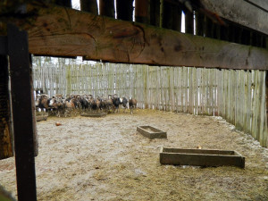 Muflony z obory Vřísek u České Lípy čeká stěhování do Bulharska