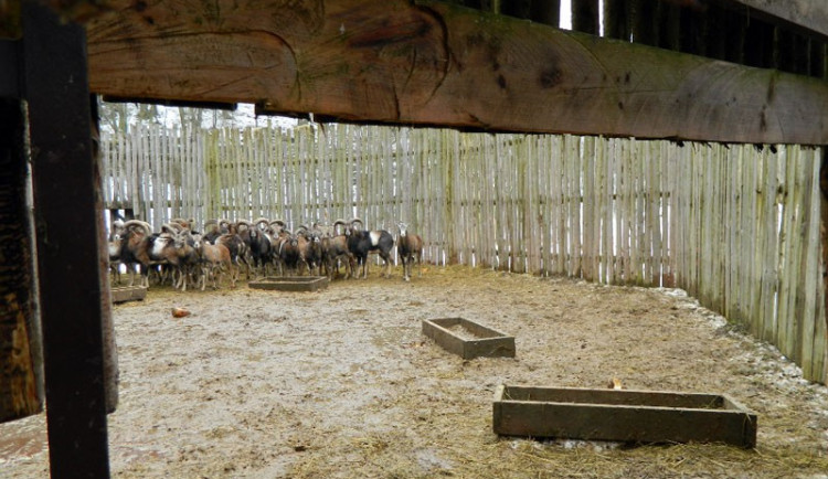 Muflony z obory Vřísek u České Lípy čeká stěhování do Bulharska