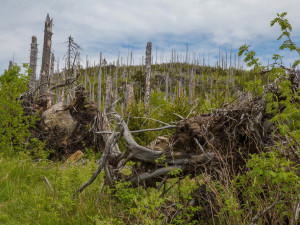 Kvůli suchu hrozí v lesích kůrovcová kalamita