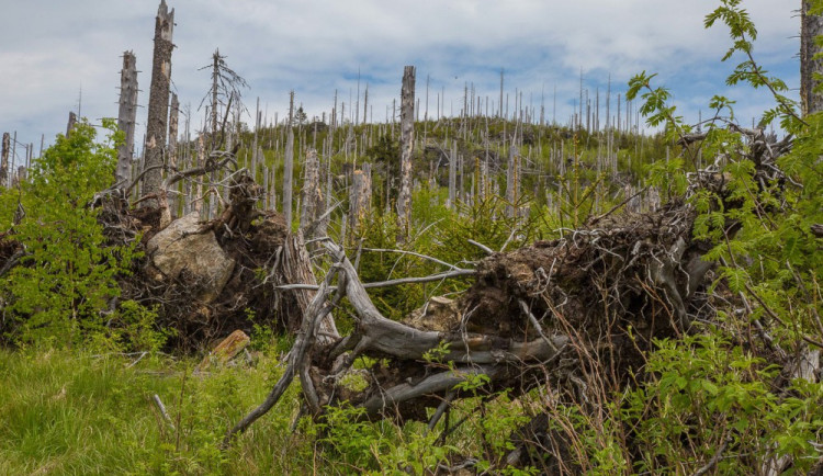 Ilustrační foto; kůrovec