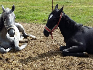 Deziree a Nesi, nerozlučná dvojka.