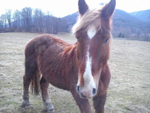 Míša po příchodu do Ferdinandova.