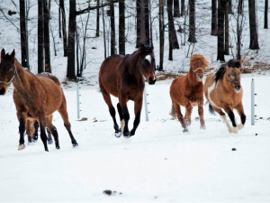 Stádo zachráněných koní.