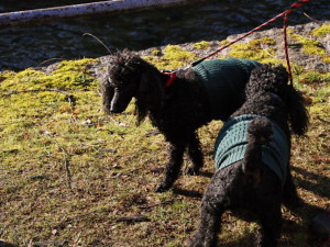 Promrzlého pejska dostali s koryta Nisy až hasiči. Během pár minut se mohl vrátit k majitelce