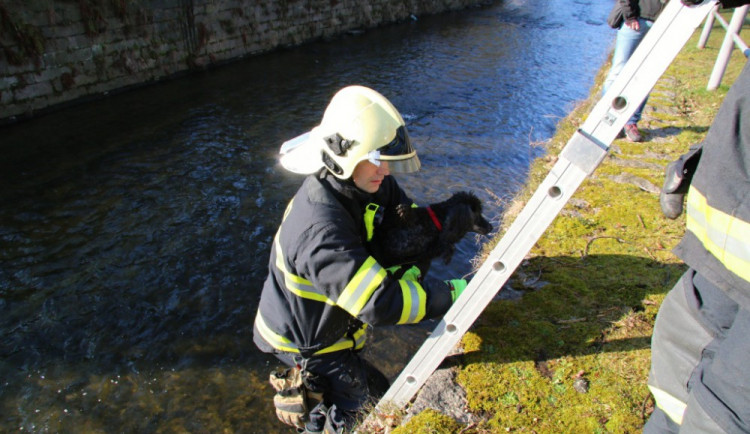 Promrzlého pejska dostali s koryta Nisy až hasiči. Během pár minut se mohl vrátit k majitelce
