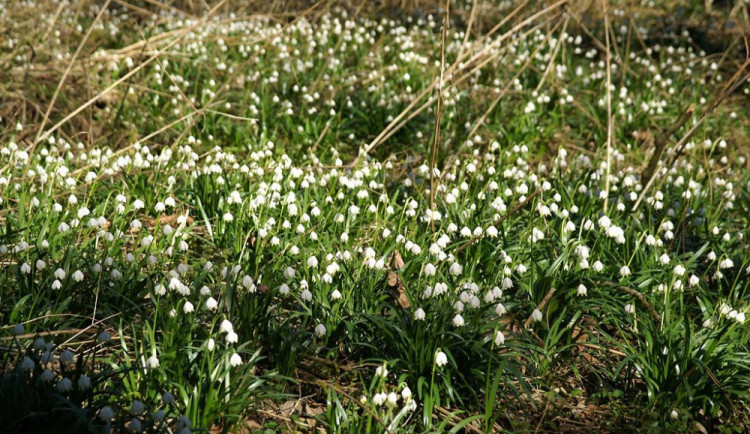 V údolí Robečského potoka rozkvetly tisíce bledulí