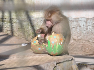 FOTO: Zvířata v liberecké zoo slavila Velikonoce. Dostala papírová vejce s dobrotami