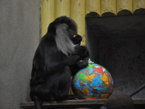 Zvířata v liberecké zoo slavila Velikonoce. Dostala papírová vejce s dobrotami