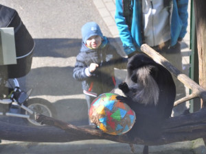 Zvířata v liberecké zoo slavila Velikonoce. Dostala papírová vejce s dobrotami