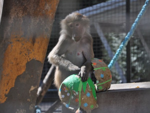 Zvířata v liberecké zoo slavila Velikonoce. Dostala papírová vejce s dobrotami