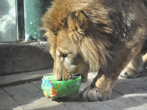 Zvířata v liberecké zoo slavila Velikonoce. Dostala papírová vejce s dobrotami