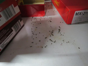 Obchod ve Velkých Hamrech