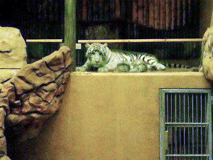 Tygřata v liberecké zoo se už začínají vydávat ven do expozice