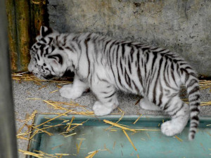 Tygřata v liberecké ZOO.