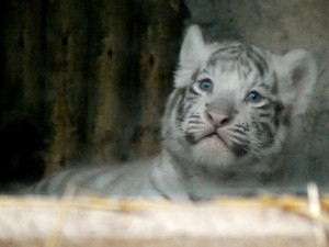Tygřata v liberecké ZOO.