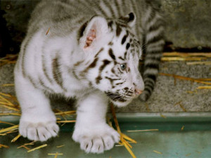 Tygřata v liberecké ZOO.