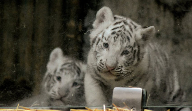 Tygřata v liberecké ZOO.
