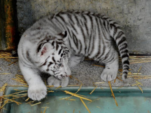 Jména mláďat bílých tygrů vzejdou z tipů od veřejnosti
