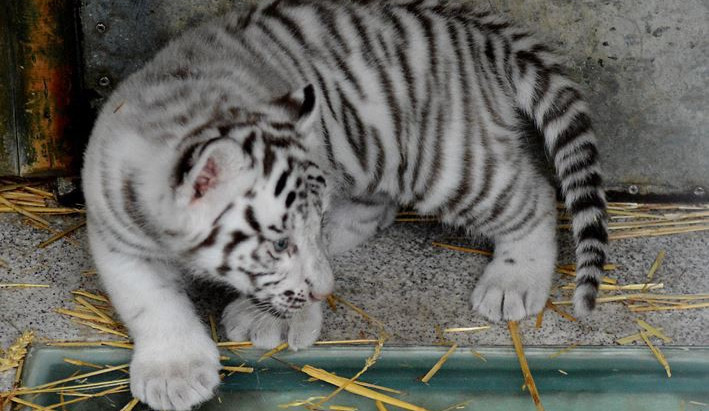 Jména mláďat bílých tygrů v Liberci vzejdou z tipů od veřejnosti