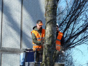 Lesníci na Frýdlantsku museli kvůli kůrovci vykácet stovky stromů