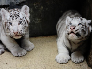 FOTO: Návštěvníci liberecké zoo už mohou vidět pár mláďat bílých tygrů