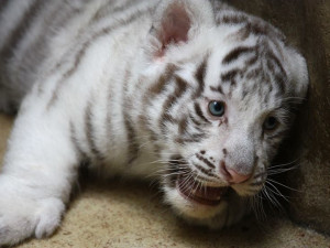 Návštěvníci liberecké zoo už mohou vidět pár mláďat bílých tygrů