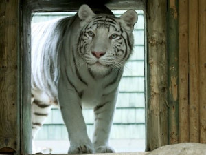 Návštěvníci liberecké zoo už mohou vidět pár mláďat bílých tygrů