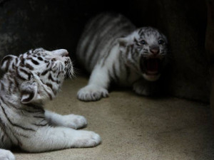 Návštěvníci liberecké zoo už mohou vidět pár mláďat bílých tygrů