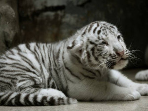 Návštěvníci liberecké zoo už mohou vidět pár mláďat bílých tygrů