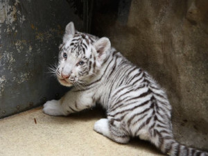 Návštěvníci liberecké zoo už mohou vidět pár mláďat bílých tygrů
