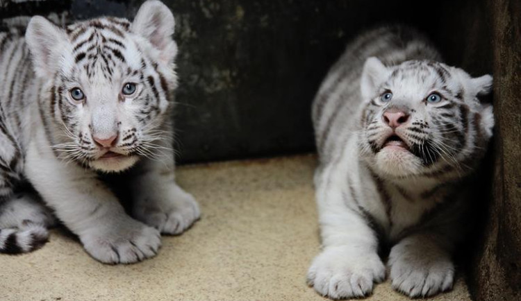 Návštěvníci liberecké zoo už mohou vidět pár mláďat bílých tygrů